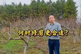 早修剪耗养分，晚修剪缺劳力，果树何时修剪更恰当？你的树剪了吗视频封面