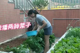 楼顶种菜，看着绿油油的菜园子，忙的开心又幸福视频封面
