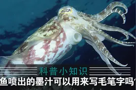 科普小知识：墨鱼喷出的墨汁可以用来写毛笔字吗？视频封面