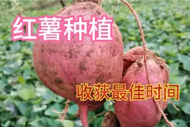 红薯啥时候收获最好？原来收获过早过晚影响这么大，最佳时间收藏视频封面