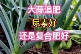 给大蒜追肥，用复合肥好还是尿素好？你知道专业种植户用啥吗？视频封面