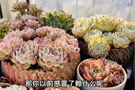 多肉不好养，养多肉太难、老公感冒：赖我开窗户冻的，气死我了视频封面
