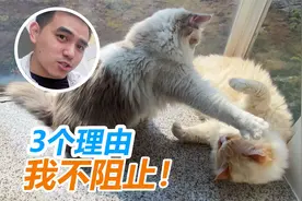 凶萌布偶猫打架 主人不仅不阻止 还给出3个理由