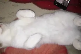猫咪说这样的样子我真的很可爱视频封面