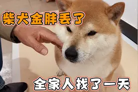 柴犬金胖今天跑丢了，全家人找了一天，没想到晚上自己回来了视频封面