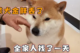 柴犬金胖今天跑丢了，全家人找了一天，没想到晚上自己回来了视频封面