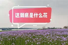 远看像薰衣草，原来它只是长得有点像而已视频封面