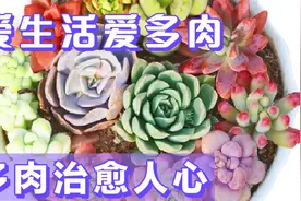 喜欢多肉，更喜欢播种，尤其是种子随便撒着播长大一丛丛的感觉。视频封面