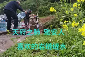自驾雅安巧遇山上岩缝缝水，城里人爬山来接，这才是好山出好水视频封面