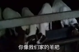 你知道几斤毛羊才可以岀一斤羊肉吗？视频封面