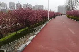 海棠花开，漫步在驻马店西平县城洪河拉索桥上，欣赏这大美春色。视频封面