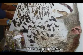 11种用于毒蛇咬伤的中药，建议收藏视频封面