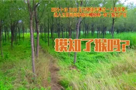泉城玉符河一片柳树林,每晚出知了猴200多只,5分钟到达