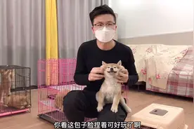 小柴犬马上要去新家，没想到开心的撸出表情包，竟然还撒娇卖萌！视频封面