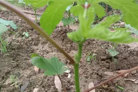 种植秋葵长不大，地里撒一撒它？后期秋葵结的又多又嫩