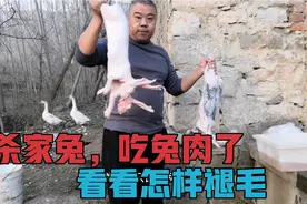 给广东的朋友杀家兔，看看怎样褪毛？能出多少肉视频封面