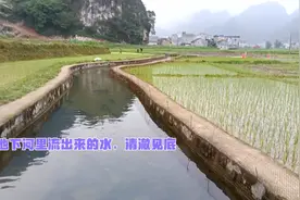 地下河里流出来的水清澈见底，在这里放养的鱼，肉质鲜嫩口感好视频封面
