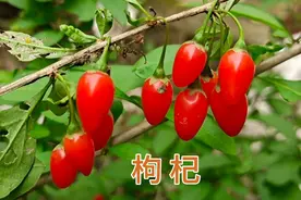 “ 枸杞根 ”泡水喝作用厉害，它的三大用途及方法，值得收藏