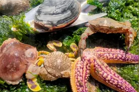 美子赶海新海域，迷你小八爪螃蟹争先恐后出现，这样赶海谁不喜欢视频封面