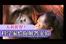 达尔文说人类是由猩猩进化而来，那人与猩猩能产出下一代吗？视频封面