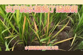 水稻得矮缩病发黄枯萎，我们来看一下得病原因和防治方式视频封面