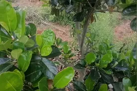 种了三年的菠萝蜜开始见芽头有果了，农民加油，强烈推荐评论必回视频封面