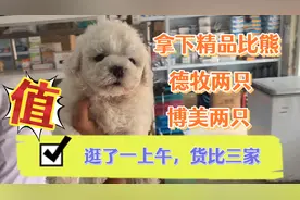 比熊犬记忆里超级强，最大的优点就是不掉毛！德牧可以做为警犬！视频封面