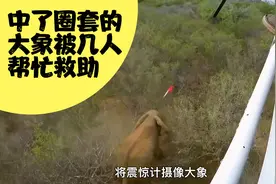 一只重达七吨的大象，遭到狩猎人的袭击，后被好心人帮忙救助。
