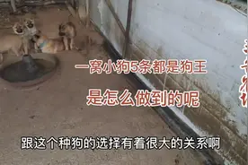 别人家一窝狗一只狗王，我家一窝5只都是狗王，是如何做到的呢？视频封面