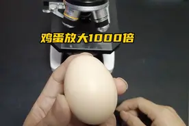 鲜鸡蛋到底能不能生吃？看完视频就知道答案了视频封面