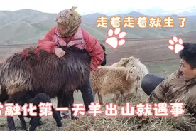 天山积雪融化，丫头子开始放羊扎帐篷！不争气的羊走着就生双胞胎视频封面