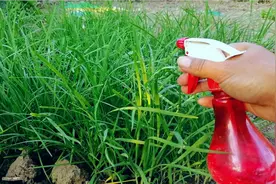 韭菜叶用白醋兑水喷一喷，韭菜根不早衰繁殖快，韭菜疯长叶片嫩绿视频封面