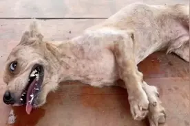 看着狗狗的视频莫名其妙的想哭，两只狗狗的华丽变过程。