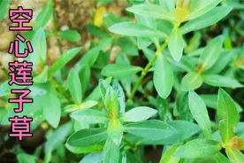 抑杀多种病毒？草药水花生又叫“空心莲子草”含有13种氨基酸视频封面