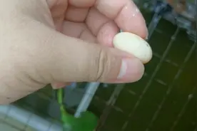 没有受精的蛋，是如何处理视频封面