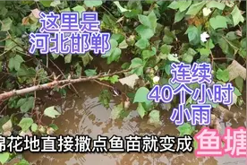 河北邯郸连续下40小时小雨，路边水沟都满水了，未来1星期还有雨视频封面