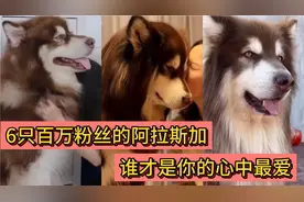 6只百万粉丝的阿拉斯加，暖男教授仅排第3名，谁是你的最爱？