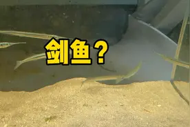 尖嘴巴的鱼来啦，是剑鱼吗？