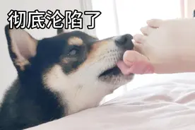 小狗狗足底按摩全集，疯狂试探狗狗忍耐底线视频封面