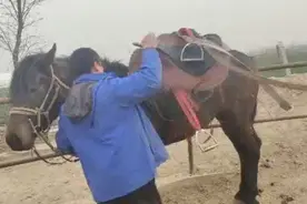 讲解一下训马的方法。视频封面