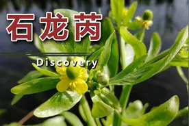 石龙芮长得芹菜是水芹菜吗，能吃吗？来了解一下