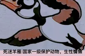 云南朋友请回避，我给外省朋友介绍一下我们云南的十大珍稀动物视频封面