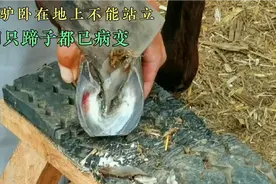 毛驴整天卧在地上不能站立，切开蹄子臭气熏天，四只蹄子都已病变视频封面