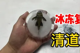 据说把清道夫冻成冰块融化后还能复活，晒成鱼干也能活？是真的吗视频封面