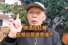 啤酒加红糖，生根又壮苗，提质又增产，能给你省下不少肥料钱。视频封面