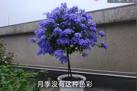 介绍两款蓝色花卉——紫菀（伊娃）、蓝雪花，弥补月季花的遗憾视频封面