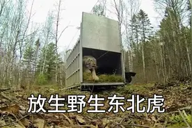 到丛林放生野生东北虎，从铁笼出来的那一刻，简直太帅了视频封面