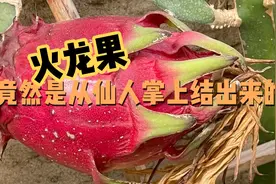今天才知道火龙果是从仙人掌上结出来的，我是多么的无知