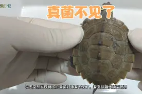 长真菌的小地图龟经过几天治疗后真菌不见了，看来碘伏确实管用。视频封面