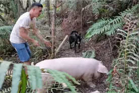 这头猪跑到深山一个星期了  今天请了一个老猎户帮忙 终于找到了